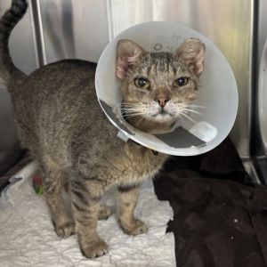 Edna, Adult Female Domestic Short Hair