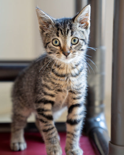 Sterling, an adoptable Domestic Short Hair in Pequot Lakes, MN, 56472 | Photo Image 1