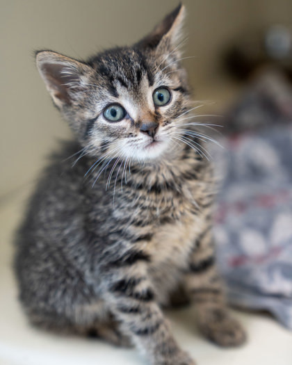 Sterling, an adoptable Domestic Short Hair in Pequot Lakes, MN, 56472 | Photo Image 2