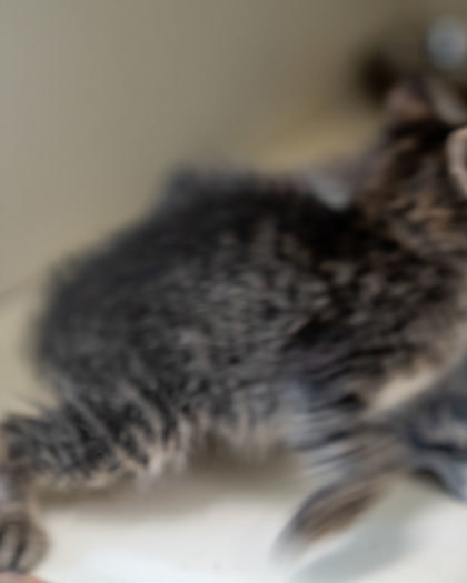 Sterling, an adoptable Domestic Short Hair in Pequot Lakes, MN, 56472 | Photo Image 3