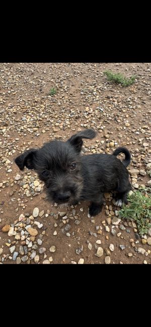 Mr. Midnight, Young Male Miniature Schnauzer