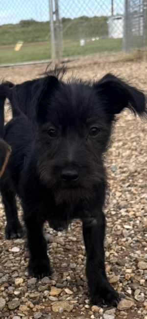 Soy Sauce, Young Male Miniature Schnauzer