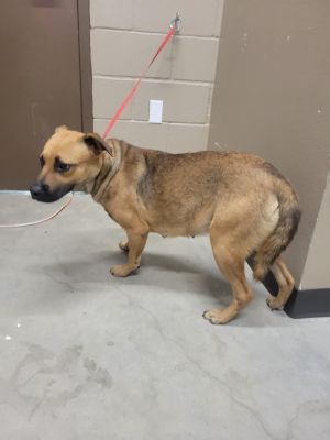 Frida, Adult Female Labrador Retriever