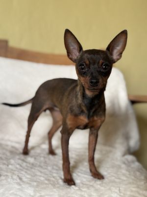 Rosie, Young Female Chihuahua
