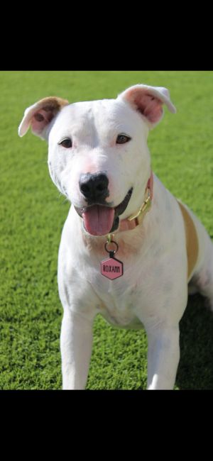 Roxann, Adult Female Staffordshire Bull Terrier