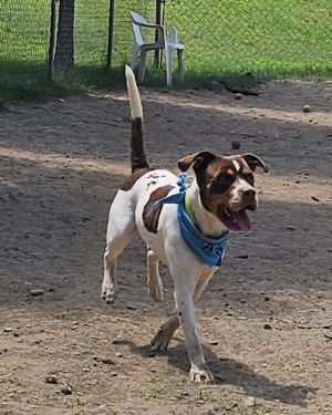 Baked Potato, Young Male Pointer