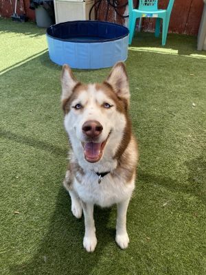 Sky, Adult Female Siberian Husky