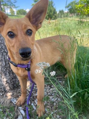 Lira 2, Baby Female Shepherd