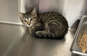 21756, Adult Female Domestic Short Hair