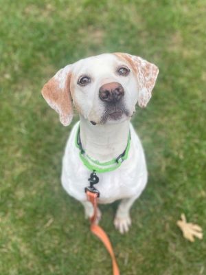 Lucy, Adult Female Hound