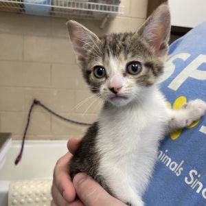 Irma/Crazy, Baby Female Domestic Short Hair