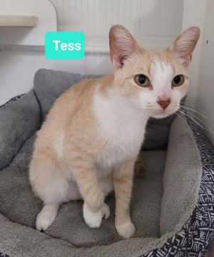 Tess, Adult Female unknown