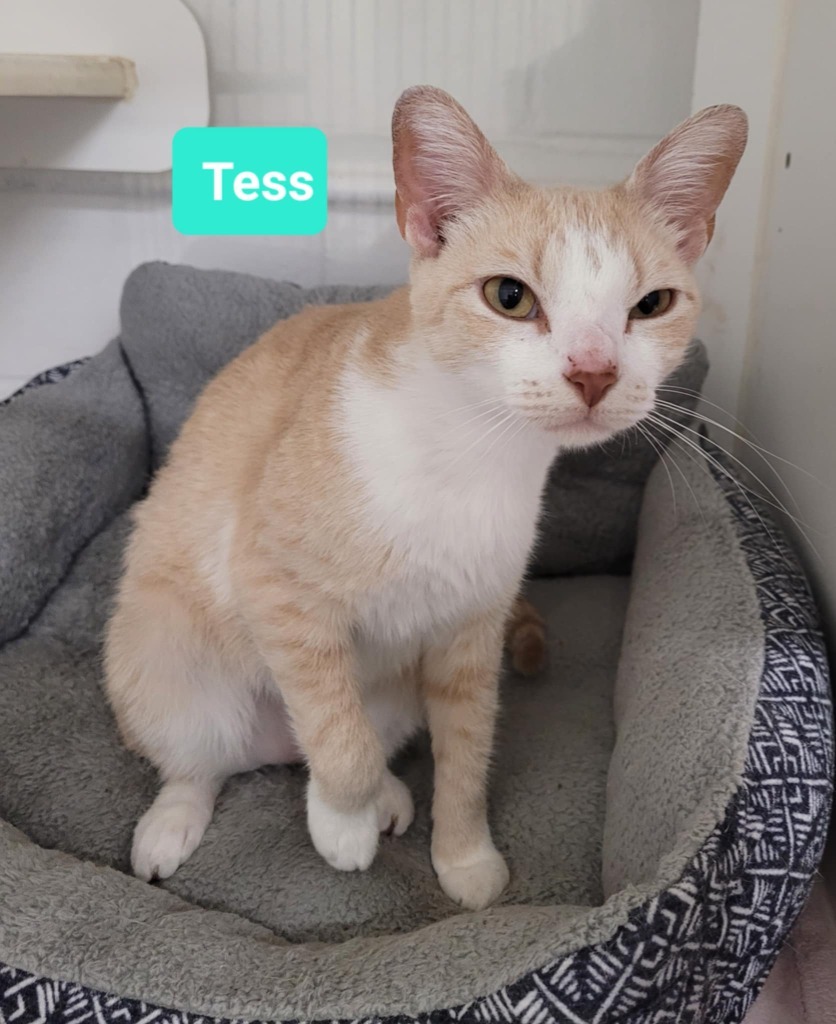 Tess
