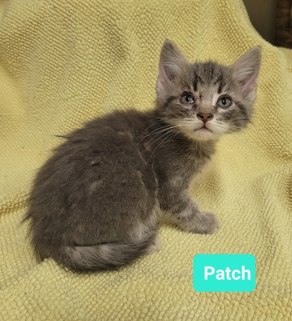Patch