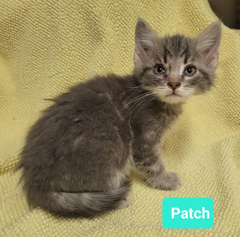 Patch