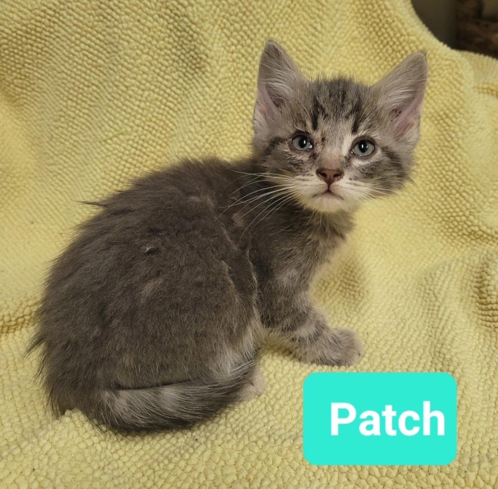 Patch