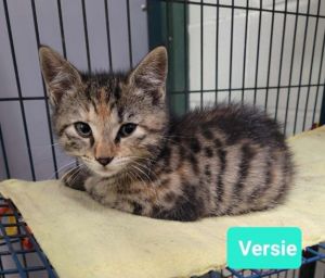 Versie, Baby Female unknown