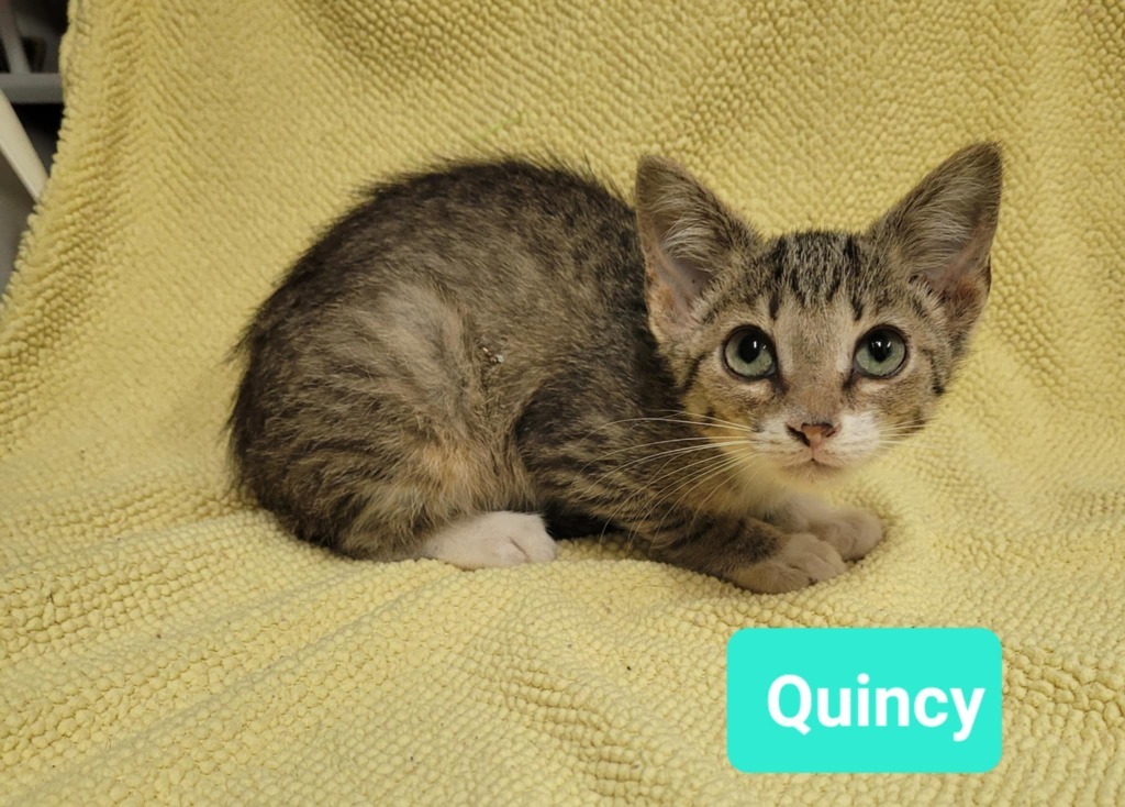 Quincy