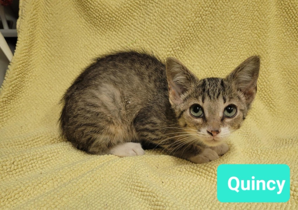 Quincy