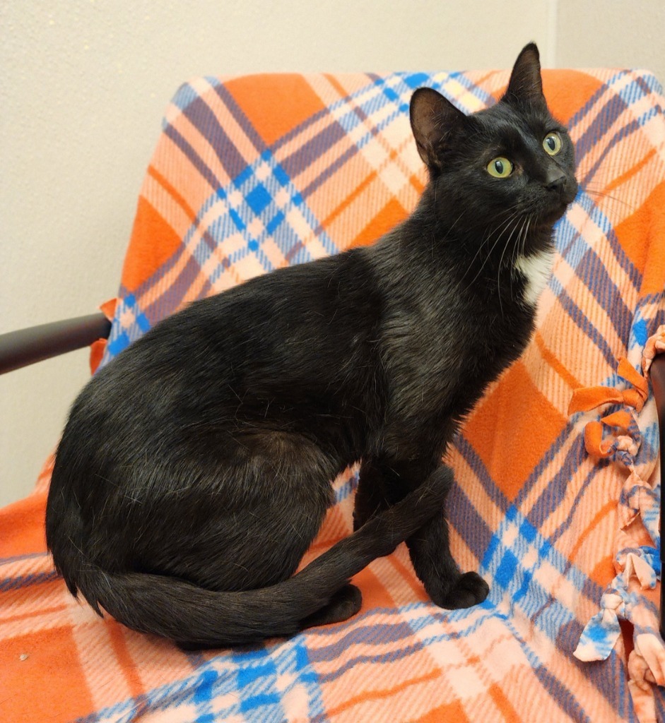 Caroline, an adoptable Domestic Short Hair in Superior, WI, 54880 | Photo Image 1