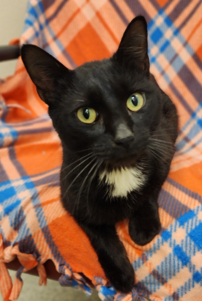 Caroline, an adoptable Domestic Short Hair in Superior, WI, 54880 | Photo Image 2