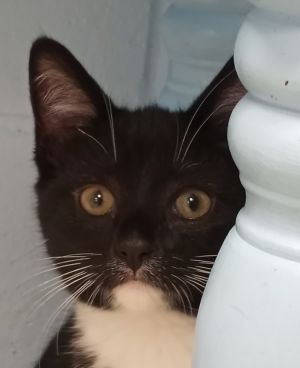 Max, Baby Female Domestic Short Hair