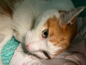 Tico Domestic Short Hair Cat