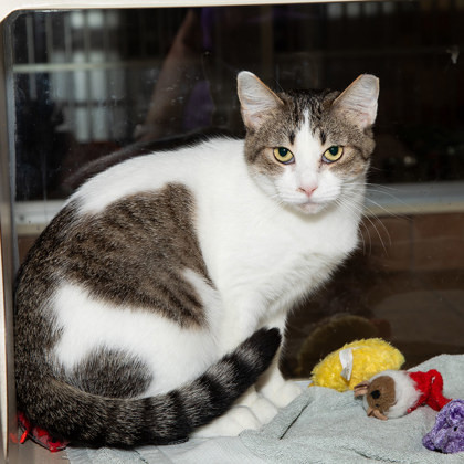 Whistle, an adoptable Domestic Short Hair in Longmont, CO, 80501 | Photo Image 2