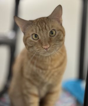 Honeybear