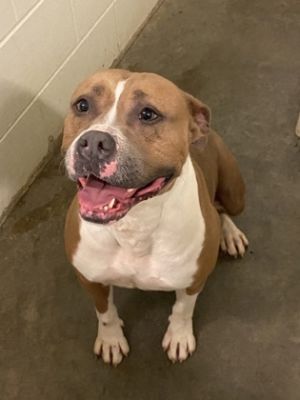 Kora, Adult Female American Staffordshire Terrier