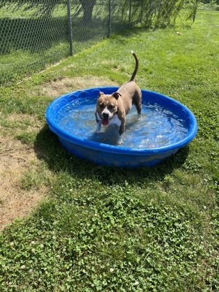 Kora