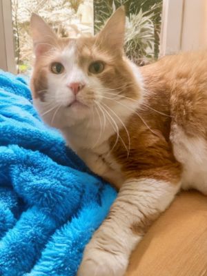 Leo Domestic Short Hair Cat