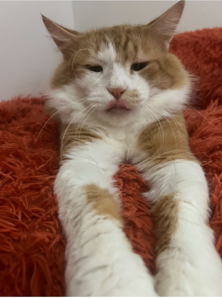 Leo