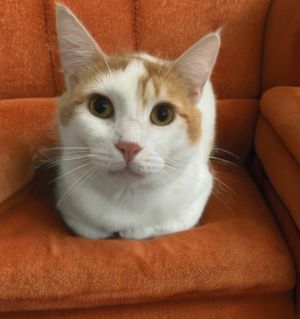 Willie Domestic Short Hair Cat