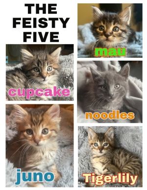 The Feisty Five Kitten LItter Domestic Short Hair Cat