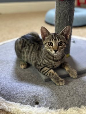 Why Hello Im Mathilda and I have the most enthusiastic purr when you get my motor running I had a