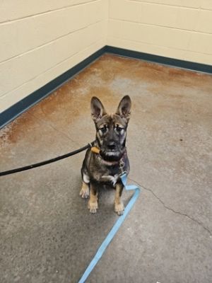 Forrest, Adult Male Terrier