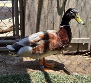 Tweedle Dum, Adult Male unknown
