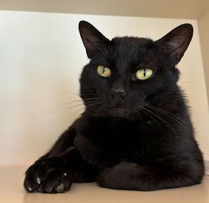 Smith, Adult Male Domestic Short Hair