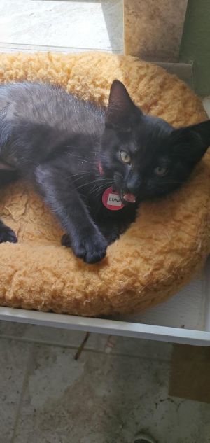 Luna, Baby Female Domestic Short Hair