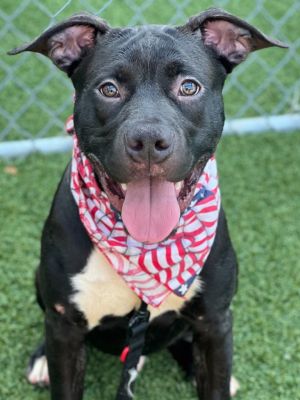 Bubba, Young Male Labrador Retriever