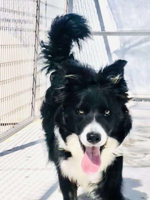 Photo of Dakota