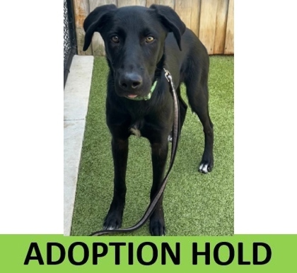 Krakatoa, an adoptable Mixed Breed in Eugene, OR, 97402 | Photo Image 1