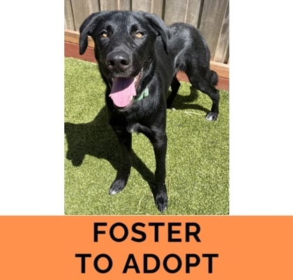 Krakatoa, an adoptable Mixed Breed in Eugene, OR, 97402 | Photo Image 2