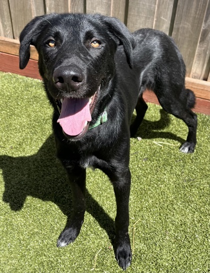 Krakatoa, an adoptable Mixed Breed in Eugene, OR, 97402 | Photo Image 3