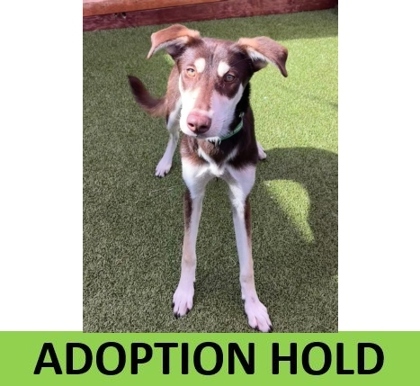 Helen, an adoptable Husky, Mixed Breed in Eugene, OR, 97402 | Photo Image 1