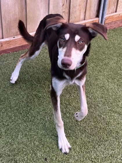 Helen, an adoptable Husky, Mixed Breed in Eugene, OR, 97402 | Photo Image 2