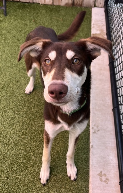 Helen, an adoptable Husky, Mixed Breed in Eugene, OR, 97402 | Photo Image 3