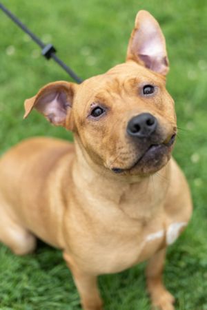 Cider, Adult Female Pit Bull Terrier