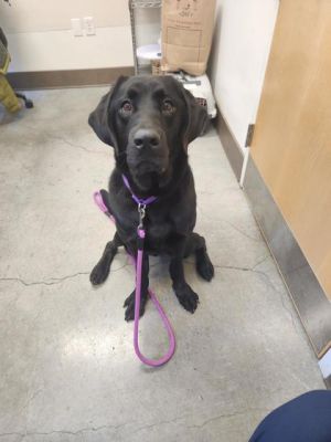Gunner Labrador Retriever Dog
